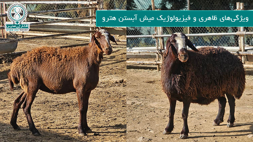 ویژگی‌ ظاهری و فیزیولوژیک میش آبستن هترو