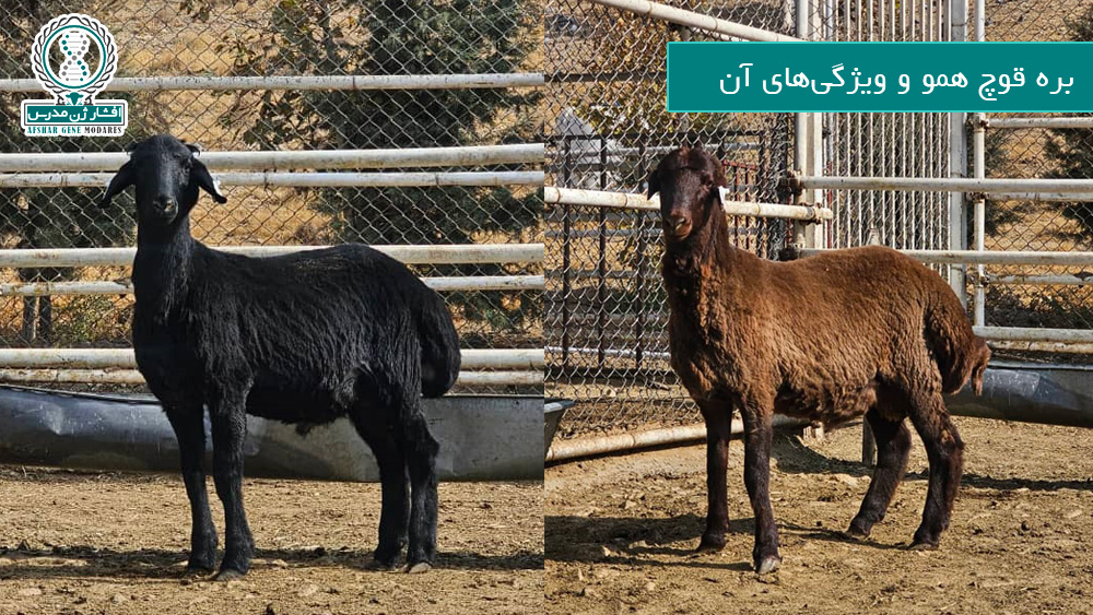 بره قوچ همو و ویژگی‌های آن