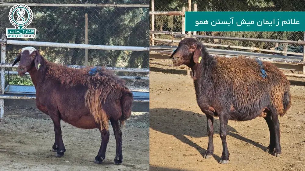 علائم زایمان میش آبستن همو